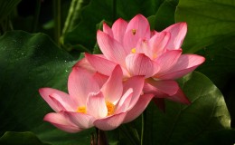 鲁甸：荷花扮靓美丽乡村