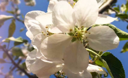 苹果花开正浓，赏花正当时！