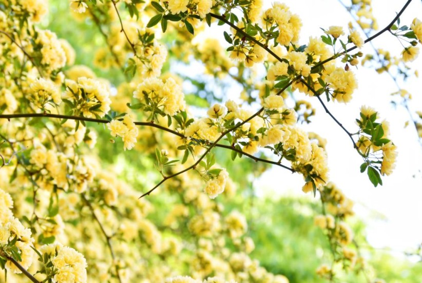 春天里的昭通印象丨春“暖”昭通（51）故事的小黄花 盛开在春风里