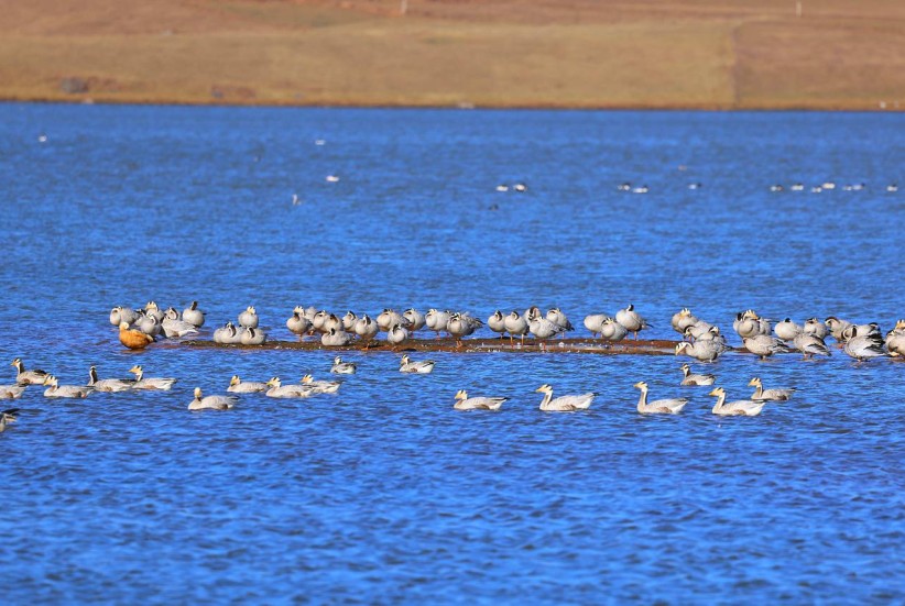 大山包国际重要湿地 斑头雁越冬的天堂