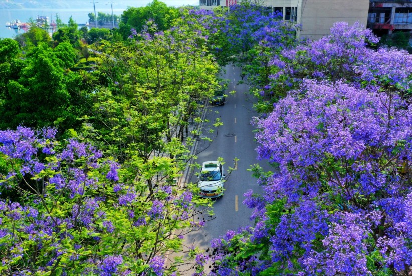 綏江千株藍花楹醉了游客美了城