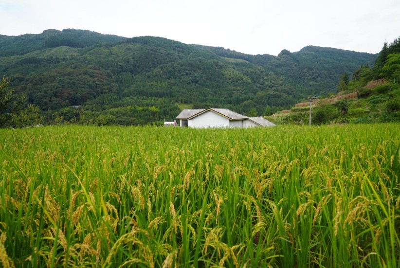 威信：旱地优质稻示范种植迎来测产验收平均亩产438.2公斤