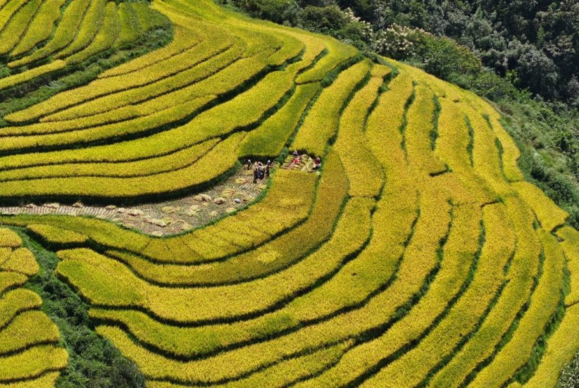 大关永康村秋收正当时