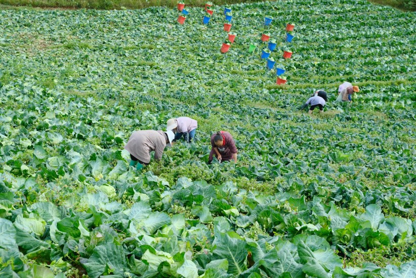 鲁甸：冷凉蔬菜迎丰收