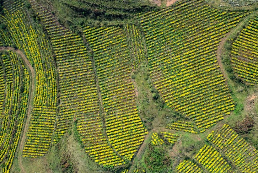 魯甸3000畝野菊花采摘忙