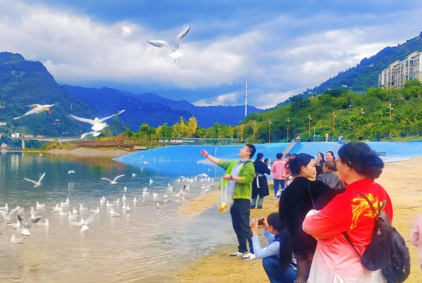 綏江迎來最佳觀鷗季