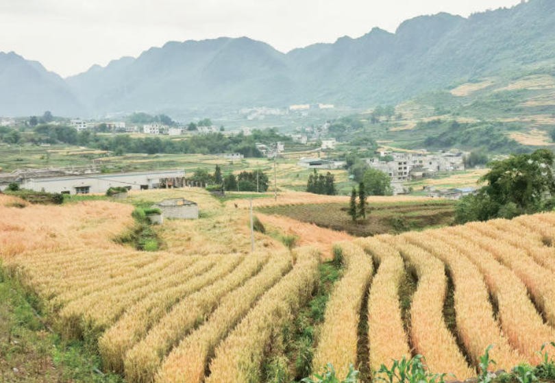 生态强市 | 岸绿水清鱼游的生态答卷——赤水河云南段全民护河行动纪实