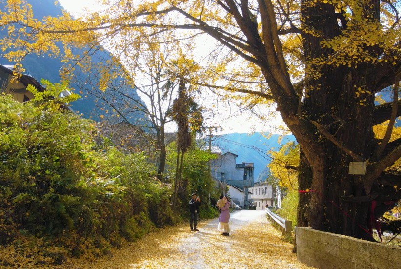 威信过街楼银杏古树 “披金”迎客