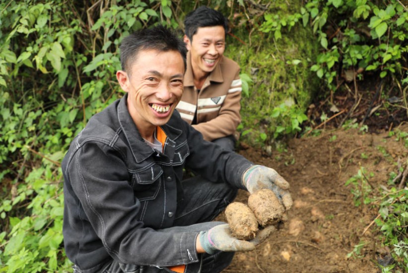 盐津庙坝：深山种出“金疙瘩”增添发展“新动能”