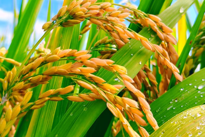 村莊志丨黨建引領破題 農旅融合富民——紅泥閘村推進鄉村振興工作紀實