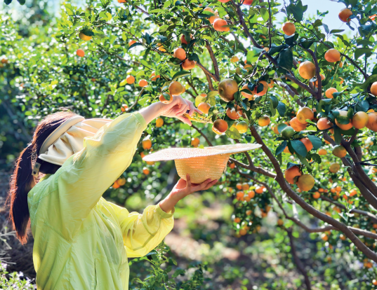 石榴花开别样红 团结奋进谱新篇 ——巧家县文笔社区民族团结进步示范创建纪实